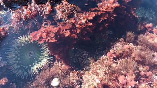 Morskie Macki Anemonowe Woda Basenu Pływowego Ukwiały Usta Makro Dzika — Wideo stockowe