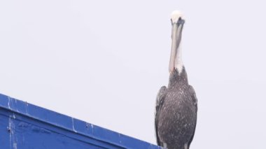 Ocean Beach rıhtımındaki sisli Kaliforniya sahillerinde büyük vahşi pelikan kuşu. Pelecanus, sisli havada rıhtımda. Deniz kıyısında sakin, sessiz bir atmosfer. San Diego Vahşi Hayatı.