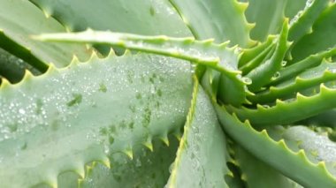 Aloe vera rosette, çiy ya da yağmur suyu damlaları, taze sulu ıslak bitki, nemli yapraklar, yağmur damlaları ya da damlacıklar. California sulu bitki örtüsü, bahar sabahı. Nemlendirici organik kozmetik ferahlatıcı bileşen.