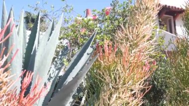 Meksika bahçesindeki Agave ya da Magguey bitkisi, California 'daki sulu bitkiler ve büyük aloe. Kurak çöl ikliminde bahçecilik için süs bitkileri. Yeşil egzotik yüzyıl ya da nöbetçi bitki ve mavi güneşli gökyüzü