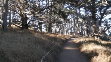 Ormandaki ya da ormandaki patika, koruluktaki ya da ormanlıktaki patika, Point Lobos vahşi doğası, Kaliforniya ABD. Kozalaklı çam ağacı, yosun. Buruşuk yapraksız, ölü gövdeler ve dallar. Gizemli fantezi