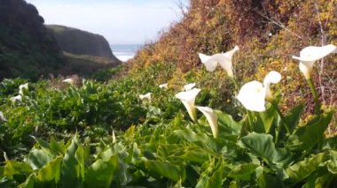 Calla Nilüfer Vadisi, Garrapata sahilindeki dere kanyonu, Big Sur manzarası, Monterey Doğa, Kaliforniya, ABD. İlkbaharda okyanus dalgalarının yanında birçok beyaz zambak. Çiçekler açıyor, kır çiçekleri açıyor.