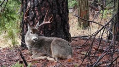 Çam ağacının altında boynuzları olan vahşi geyik, Yosemite vadisi ormanında hayvan, Kaliforniya vahşi yaşam faunası, ABD. Vahşi doğada geyik ya da geyik, park ya da orman. Cervus 'un özgürlük ya da doğal yaşam alanı.