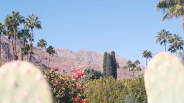 Palmiye ağaçları, kaktüsler, begonviller kırmızı çiçekler açar veya çiçek açar, Los Angeles yakınlarındaki güneşli Palm Springs 'teki dağlar veya tepeler, Kaliforniya vadisi doğası, ABD. Kuru iklim bitkileri, çöl vahası bitkileri..