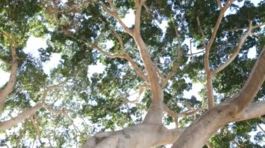 Ormanda, ormanda ya da yağmur ormanlarında büyük bir ağaç tepe örtüsü. Dev gövde, uzun manolya yaprakları ya da alçak açılı yapraklar. Ormandaki büyük peri ağacı. Kaliforniya doğası, yaşamın biyolojik çeşitliliği