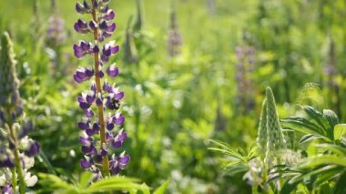 Bal arısı, çayırda mor lupin kır çiçekleri tozlaştırıyor. Yabanarısı, bal arısı ya da yaprak arısı çimenlikte, tarlada ya da açıklıkta mor lupin çiçekleriyle uçuyor. Böcek ve leylak lupinus bahar leylağında çiçek açar veya çiçek açar.