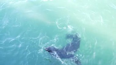Vahşi şirin fok sürüleri ya da deniz aslanları okyanus suyunda yüzer, eğlenceli davranışlar. Özgürce suya dalan birçok deniz hayvanı, yukarıdan manzara, Monterey iskelesi, California sahil yaban hayatı, ABD