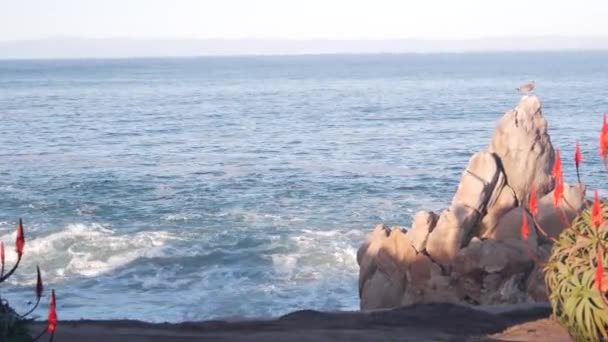 Κόκκινο Λουλούδι Κάκτου Αλόης Βραχώδη Πυκνή Ακτή Βοτσαλωτή Παραλία Monterey — Αρχείο Βίντεο