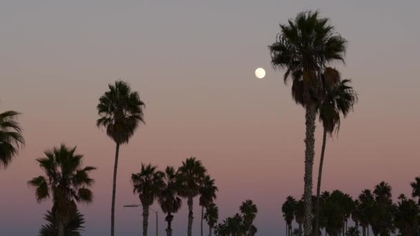 Palmbomen Silhouetten Volle Maan Schemerroze Hemel Californië Strand Verenigde Staten — Stockvideo