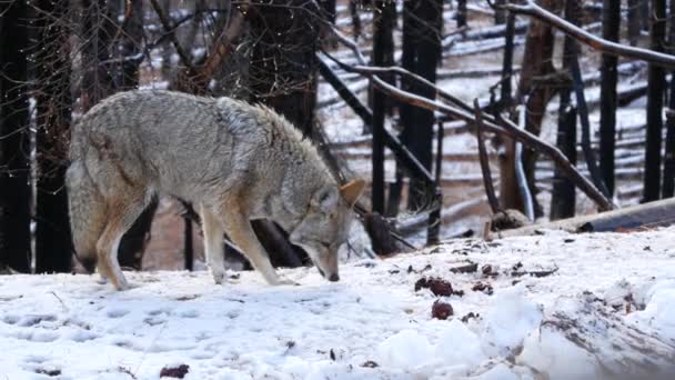 Lobo Peludo Salvaje Coyote Gris Coywolf Gris Bosque Nevado Invierno — Vídeos de Stock