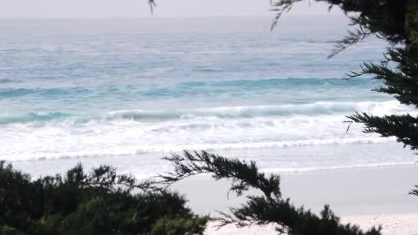 カーメルの海砂のビーチ モントレー自然 カリフォルニア州海岸 アメリカ 海岸に大きな泡の海の水の波がクラッシュします 休暇ウォーターフロントのビーチフロントリゾート 霧の霧の雨の天気 松のヒノキの木 — ストック動画