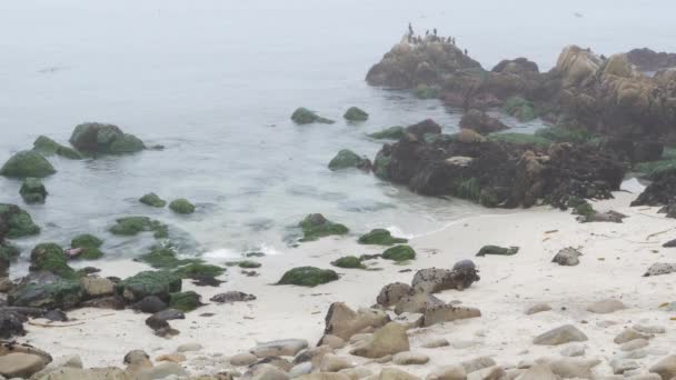Rotsachtige Grillige Kust Kiezelstrand Monterey Baai Natuur Californië Kust Verenigde — Stockvideo