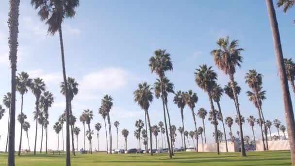 Palmbomen Het Park Aan Het Strand Pacific Ocean Beach Californië — Stockvideo