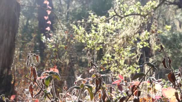 Sonnendurchflutetes Waldgestrüpp Blätter Und Netz Sonnenlicht Morgensonne Wäldern Fantasiewäldern Oder — Stockvideo
