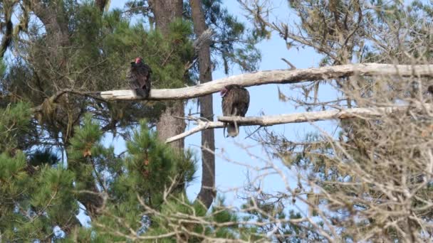 Avvoltoio Tacchino Ramo Pino Avvoltoio Carnivoro Attesa Caccia Testa Rossa — Video Stock