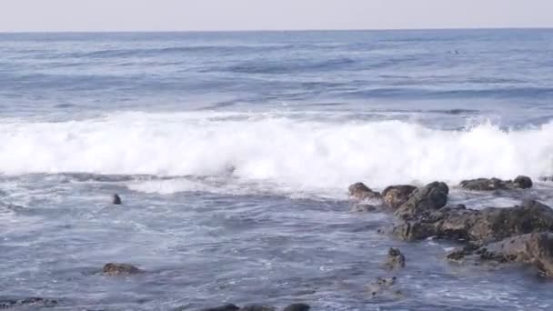 Selvagem Selvagem Nadando Água Leão Marinho Pela Praia Rochosa Oceano — Vídeo de Stock
