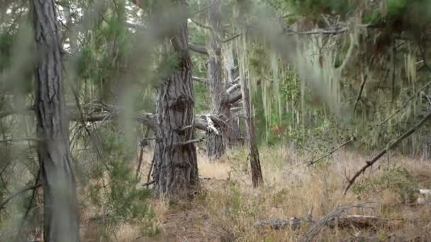 Lace Líquen Musgo Pendurado Árvores Ramos Floresta Madeira Surreal Profunda — Vídeo de Stock