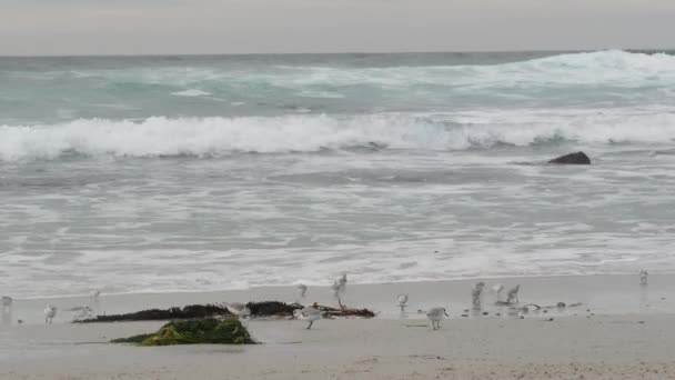 海浪和许多沙鸟 岩石海滩 小沙鸟 蒙特雷野生动物 加利福尼亚海岸 海水涨潮 海滨沙滩 幼小敏捷的小鸟宝宝在奔跑 — 图库视频影像