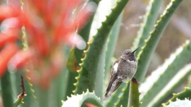 Small tiny bird and aloe red flower bloom, succulent cactus inflorescence, exotic blossom. California flora and fauna, USA plants and animals. Botanical floral background. Wet leaves in rain dew drops clipart