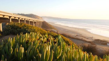 Pasifik kıyısı otoyolu 1 'deki köprü, Torrey Pines eyalet plajı, Del Mar, San Diego, Kaliforniya ABD. Sahil seyahatleri. Sunset Seat 'te sulu buz bitkileri. 101 nolu otoban gezisi okyanus boyunca.