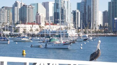 Marina ve şehir merkezindeki yatlar, San Diego şehir merkezi, Kaliforniya kıyısı, ABD. Körfez kıyısında yüksek gökdelenler, liman kenarında gezinti güvertesi. Limandaki şehir mimarisi. Pelikan kuşu.