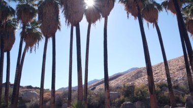 Palmiye ağaçları, dağlar ve tepeler, Los Angeles yakınlarındaki güneşli Palm Springs, Kaliforniya vadisi doğası, ABD. Kuru iklim bitkileri, kanyondaki çöl vahası, yaz atmosferi. Washingtonia avuç içleri.