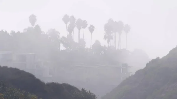 岩や岩場の上にヤシの木のシルエット トーリーパインズ カリフォルニア州海岸 米国の霧の天気 霧に包まれた白い空気中の浸食された風景 霧やスモッグのヤシの木 ブルームの可視性が低い — ストック写真