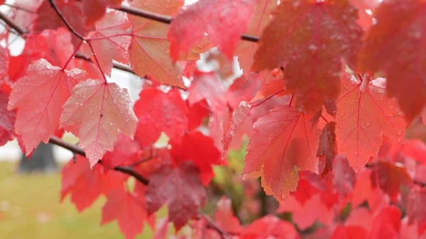 Rain Drops Red Autumn Maple Tree Leaves Water Droplets Wet — Stock Photo, Image