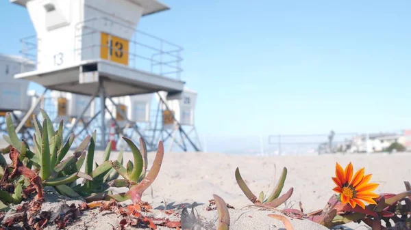 Βάση Ναυαγοσώστη Και Λουλούδι Πύργος Ναυαγοσώστη Για Σέρφινγκ Στην Παραλία — Φωτογραφία Αρχείου