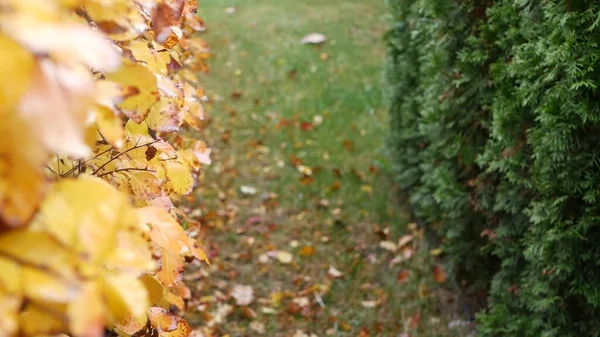 Gelbe Herbstblätter Orangefarbenes Herbstblatt Ziergarten Blättern Park September Oktober Oder — Stockfoto