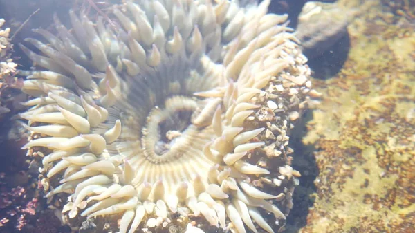 Tentáculos Anêmona Mar Água Piscina Maré Macro Boca Anêmonas Vida — Fotografia de Stock