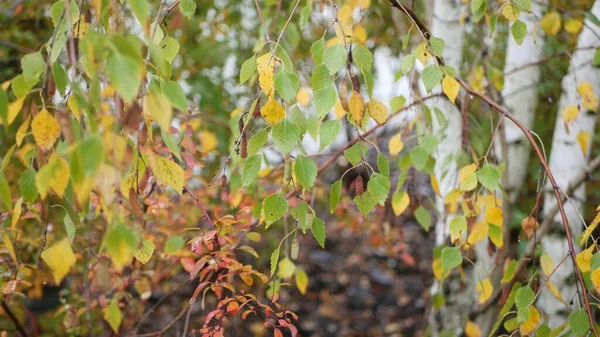 자작나무의 줄무늬 나무껍질 황금빛 오렌지 학년등이었습니다 시베리아나 유럽의 우드랜드 식물상 — 스톡 사진