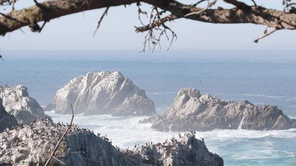 Hejno Hnědých Pelikánů Útesu Skalnatý Ostrov Oceánu Point Lobos Krajina — Stock fotografie