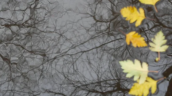 Gelbe Herbstliche Eichenblätter Pfützen Auf Grauem Asphalt Herabfallende Kahle Äste — Stockfoto