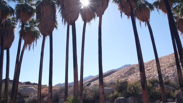 Palmiye ağaçları, dağlar ve tepeler, Los Angeles yakınlarındaki güneşli Palm Springs, Kaliforniya vadisi doğası, ABD. Kuru iklim bitkileri, kanyondaki çöl vahası, yaz atmosferi. Washingtonia avuç içleri.