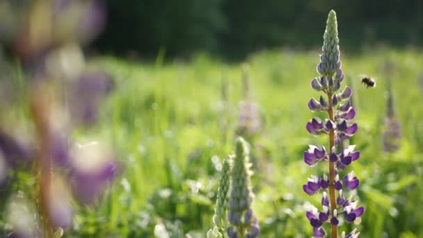 Bal Arısı Çayırda Mor Lupin Kır Çiçekleri Tozlaştırıyor Yabanarısı Bal — Stok video