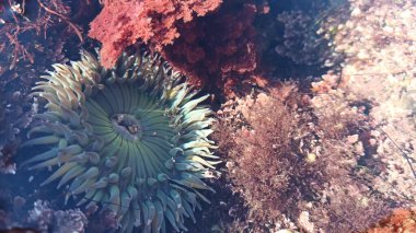 Deniz şakayığı dokunaçları, gelgit havuzu suyu, deniz şakayıkları ağız makrosu. Tidepool yaban hayatı, deniz canlıları. Egzotik aktinyum polip hayvanlar su altında. Kelimenin tam anlamıyla gelgit bölgesi faunası, California gelgiti