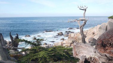 Çıplak ölü yapraksız selvi ağacı, kayalık okyanus kıyısı, mavi su dalgaları ve cansız çam. Sahne 17 mil sürüş, Point Lobos, Big Sur ve Pebble Beach, Kaliforniya ABD yakınlarında Monterey doğa. Deniz Burnu