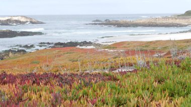 Sahne 17 mil, Monterey, California USA. Kayalık kayalık okyanus, deniz dalgaları kayalara çarpıyor. Pasifik sahil yolu, Point Lobos, Big Sur ve Pebble plajı yakınlarında vahşi doğa. Sulu buz bitkisi