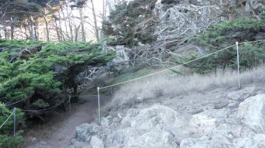 Ormandaki ya da ormandaki patika yolu, eski koruluktaki ya da ormandaki patika yolu, Point Lobos vahşi doğası, Kaliforniya ABD. Yürüyüş ya da yürüyüş için patika ya da yürüyüş yolu. Kozalaklı çam ağaçları manzarası.