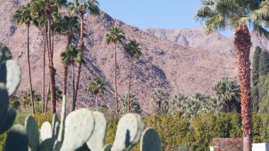 Palmiye ağaçları, kaktüsler ve dağlar veya tepeler, güneşli Palm Springs tatilleri Los Angeles ve Joshua Tree NP yakınlarındaki tatil beldeleri, California Valley NP, ABD. Kuru iklim bitkileri, çöl vahası, yaz..