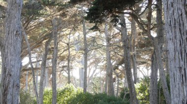 Selvi ağacı ormanı, kozalaklı kozalaklı çam ağaçları, koruluk ya da orman, derin çalılıklar. 17 millik manzaralı yol, Monterey yarımadası, Kaliforniya, ABD. Pasifik kıyısı otoyolu Big Sur yakınlarında turizm rotası.