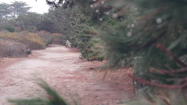 Yaya Yolu Ormanda Yürüyüş Yürüyüş Için Patika Eko Turizm Için — Stok fotoğraf