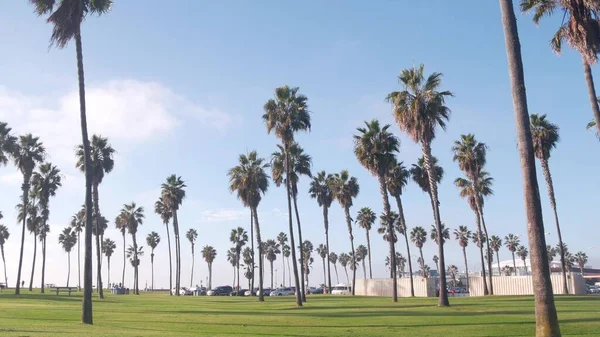 캘리포니아주의 태평양 연안에 해변의 해변에 야자나무들 로스엔젤레스 샌디에이고 해변에서의 — 스톡 사진