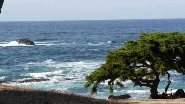 Kayalık Okyanus Kıyıları Selvi Koruluğu Mavi Dalgaları Kozalaklı Çam Ağacı — Stok fotoğraf
