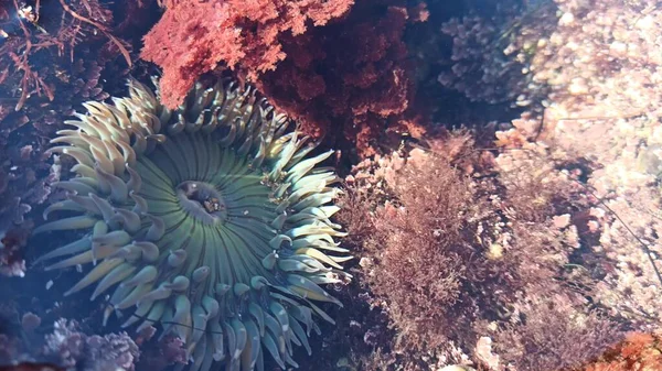 Sea anemone tentacles, tide pool water, anemones mouth macro. Tidepool wildlife, aquatic marine organism. Exotic actiniaria polyp animal underwater. Littoral intertidal zone fauna, California low tide