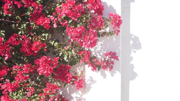 Czerwony Purpurowy Bougainvillea Kwiaty Kwitną Lub Kwitną Cień Białej Ścianie — Zdjęcie stockowe