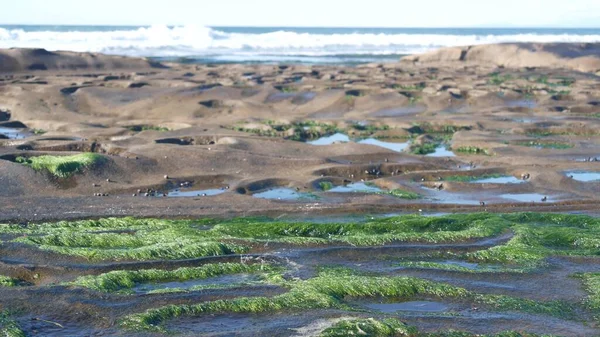 Eroded rock formation, tide pool in La Jolla, California coast, USA. Littoral intertidal zone erosion, unusual relief shape of tidepool. Water in cavity, hollows and holes on stone surface, low tide.