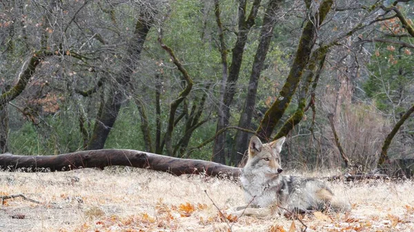 Wild Furry Wolf 코요테 Gray Coyote Gray Coywolf 레이드 Autumn — 스톡 사진