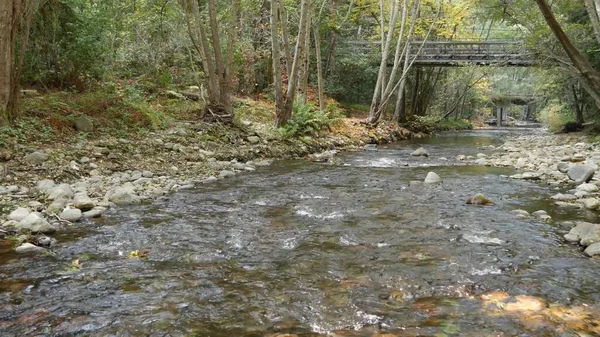 Big Sur Ποταμού Ρέει Στο Πράσινο Παλιό Δάσος Δασικές Εκτάσεις — Φωτογραφία Αρχείου